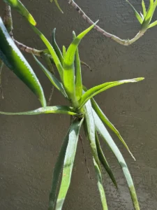 aloiampelos-ciliaris-climbing-aloe-succulent-medium-IMG_9348