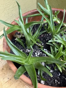 aloiampelos-ciliaris-climbing-aloe-succulent-medium-IMG_9353