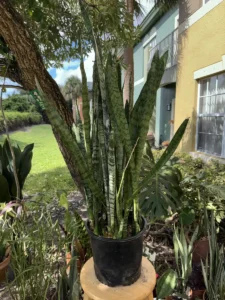 cbsan01-sansevieria-zeylanica-black-coral-IMG_5207