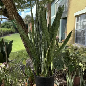 Sansevieria zeylanica - Black Coral "OG Abyssa" (Large)