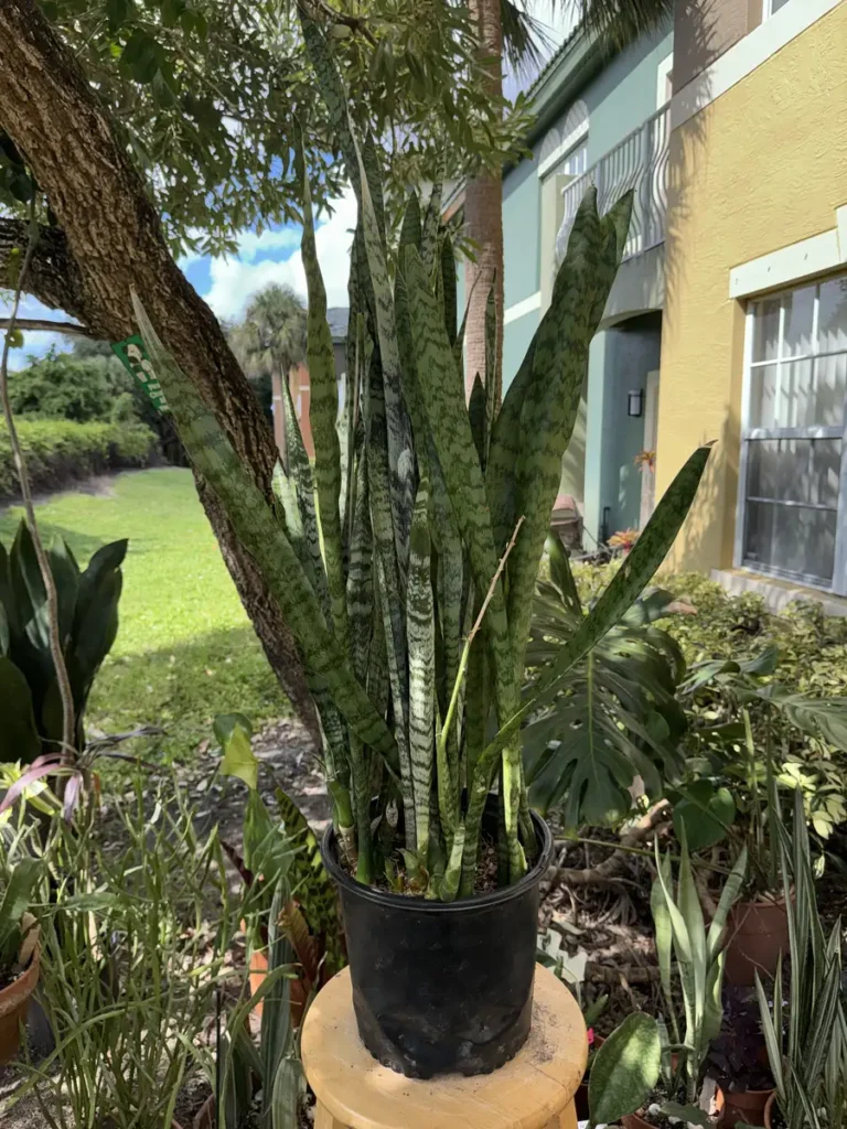 Sansevieria zeylanica - Black Coral "OG Abyssa" (Large)