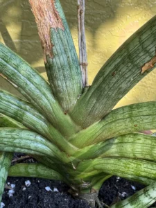 cbsan04-sansevieria-cylindrica-face-hugger-IMG_8912