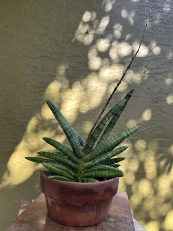 cbsan04-sansevieria-cylindrica-face-hugger-IMG_8915