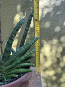 cbsan04-sansevieria-cylindrica-face-hugger-IMG_8918