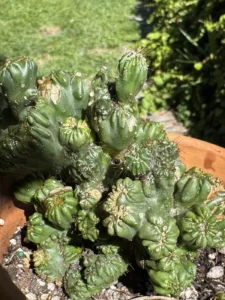 cereus-forbesii-monstrose-ming-thing-IMG_8718