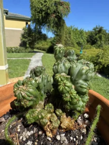 cereus-forbesii-monstrose-ming-thing-IMG_8719