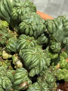 cereus-forbesii-monstrose-ming-thing-succulent-IMG_8552