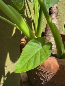 colocasia-esculenta-elephant-ear-taro-IMG_8625