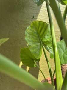 colocasia-esculenta-elephant-ear-taro-IMG_8626