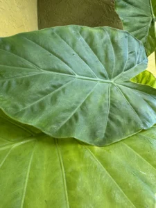 colocasia-esculenta-elephant-ear-taro-IMG_8627