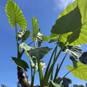 Colocasia esculenta – Elephant Ear "Taro" (Large)