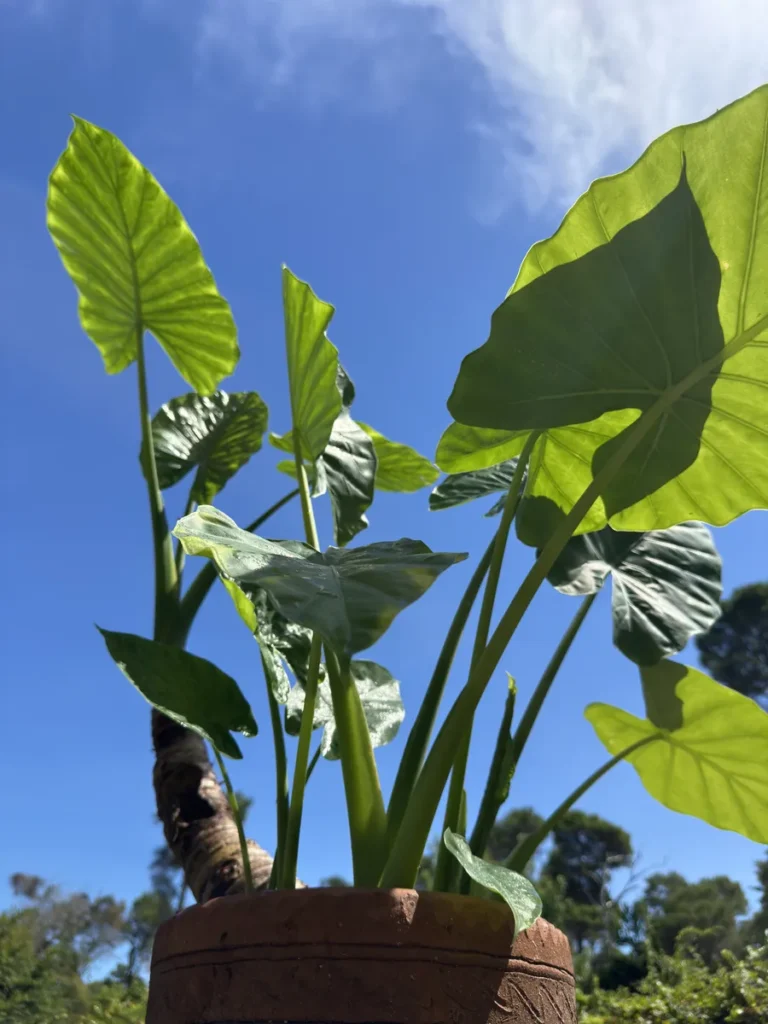 Colocasia esculenta – Elephant Ear "Taro" (Large)