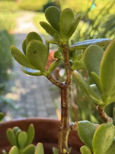 crassula-ovata-jade-bonsai-succulent-IMG_8282