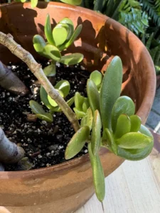 crassula-ovata-jade-bonsai-succulent-IMG_8283