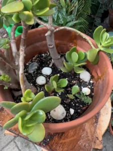 crassula-ovata-jade-bonsai-succulent-screen