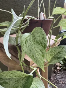 epipremnum-aureum-marble-queen-pothos-IMG_9674