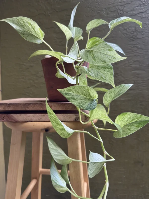 epipremnum-aureum-marble-queen-pothos-IMG_9680