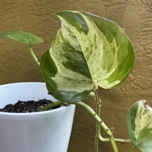Epipremnum aureum – Pothos Manjula (Small)