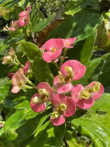 euphorbia-milii-crown-of-thorns-IMG_8560