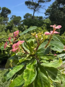 euphorbia-milii-crown-of-thorns-IMG_8563