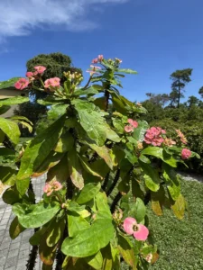 euphorbia-milii-crown-of-thorns-IMG_8564