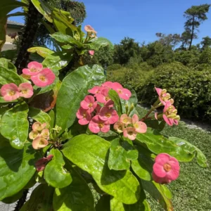 Euphorbia milii - Crown of Thorns (Large)