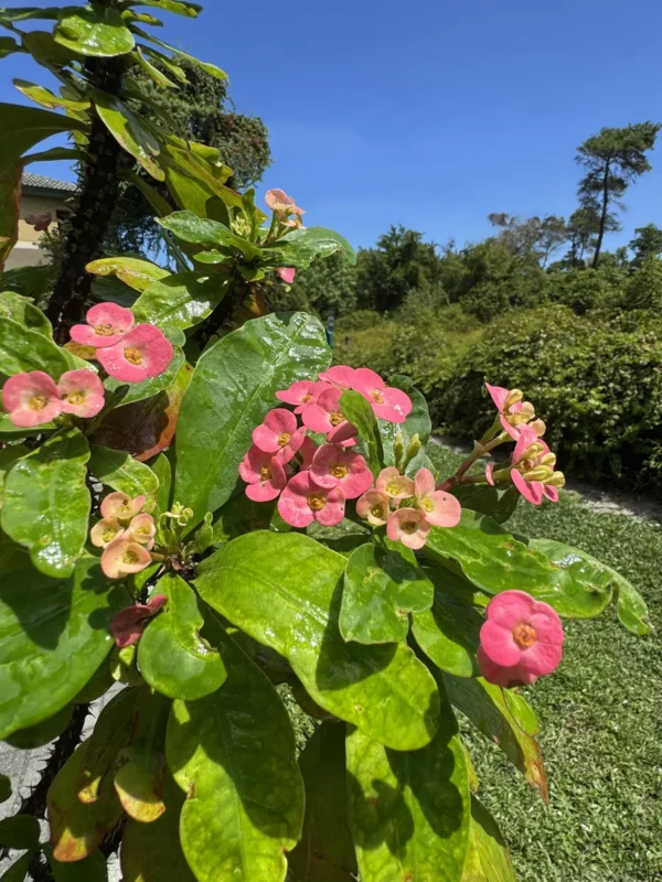 Euphorbia milii - Crown of Thorns (Large)
