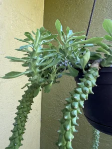 euphorbia-stapelioides-variegated-medusa-plant-IMG_9274