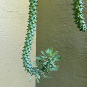 Euphorbia stapelioides 'Variegata' (Monadenium) – Medusa Plant (Medium)