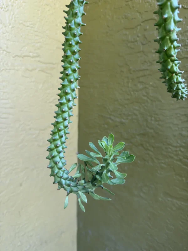 euphorbia-stapelioides-variegated-medusa-plant-IMG_9281