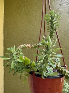 euphorbia-stapelioides-variegated-medusa-plant-IMG_9292
