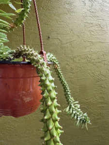 euphorbia-stapelioides-variegated-medusa-plant-IMG_9293