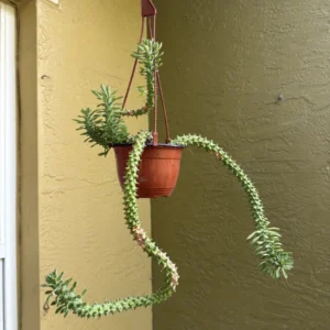 Euphorbia (Monadenium) stapelioides Variegated – Medusa Plant (Medium)