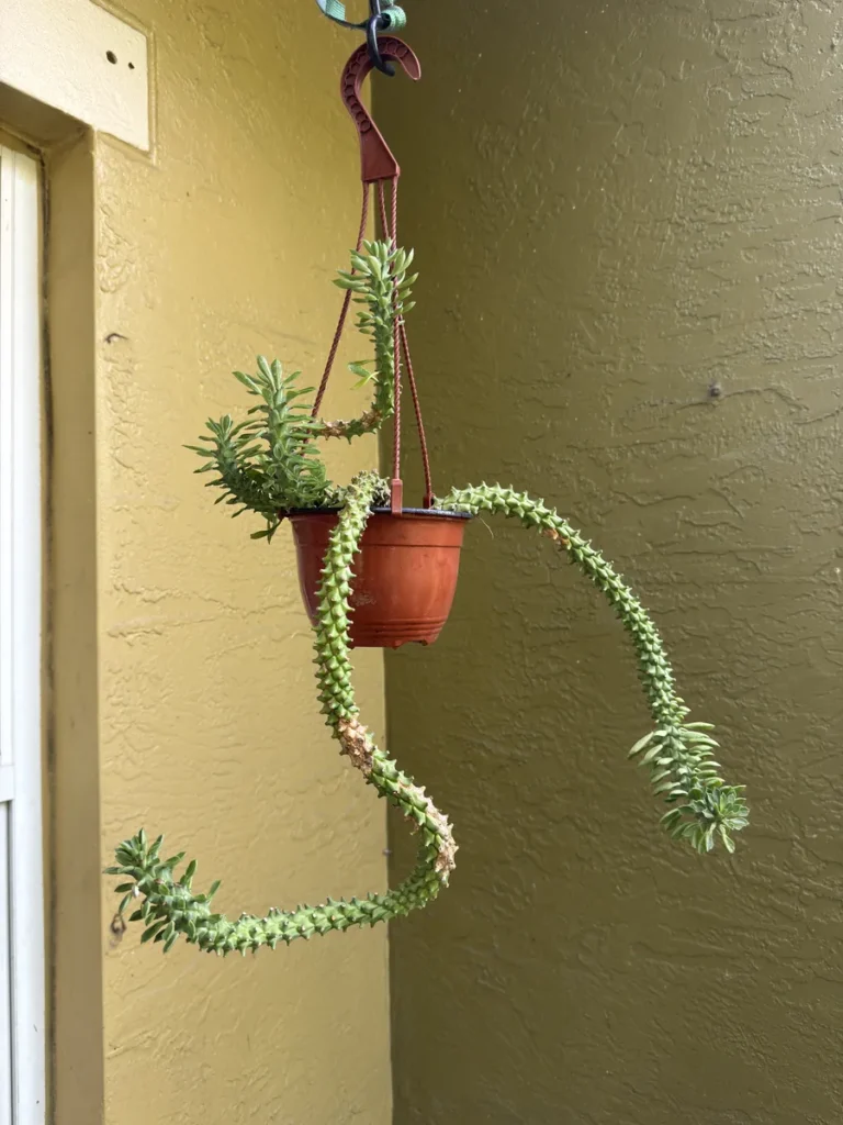 Euphorbia (Monadenium) stapelioides Variegated – Medusa Plant (Medium)