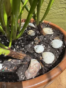 euphorbia-tirucalli-milk-brush-medium-IMG_9735