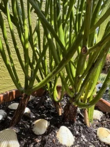 euphorbia-tirucalli-milk-brush-medium-IMG_9737