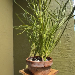 Euphorbia tirucalli – Milk Brush (Large)