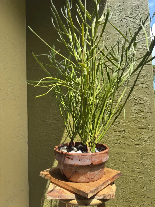 euphorbia-tirucalli-milk-brush-medium-IMG_9739