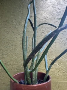 euphorbia-tirucalli-pencil-cactus-IMG_9100