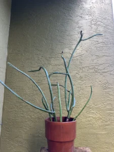 euphorbia-tirucalli-pencil-cactus-IMG_9103