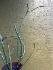 euphorbia-tirucalli-pencil-cactus-IMG_9106