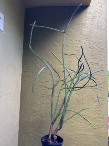 euphorbia-tirucalli-pencil-cactus-succulent-IMG_9029