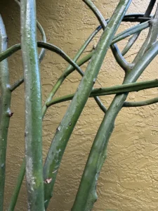 euphorbia-tirucalli-pencil-cactus-succulent-IMG_9031