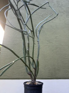 euphorbia-tirucalli-pencil-cactus-succulent-IMG_9048