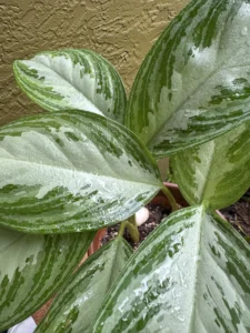 inevr01--aglaonema-silver-bay-chinese-evergreen-spartanz-IMG_0383