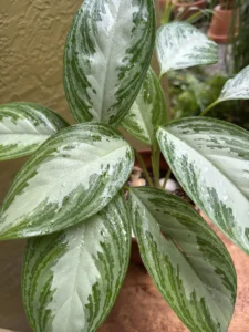 inevr01--aglaonema-silver-bay-chinese-evergreen-spartanz-IMG_0384