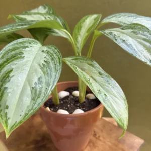 Aglaonema 'Silver Bay' – Chinese Evergreen "Spartanz" (Small)