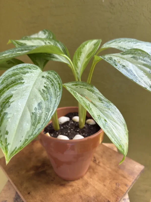 inevr01-aglaonema-silver-bay-chinese-evergreen-spartanz-IMG_0426