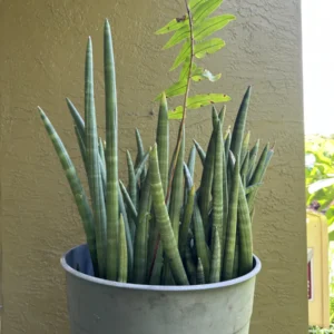 Sansevieria cylindrica – Spear Plant (Large)