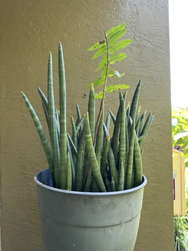 Sansevieria cylindrica – Spear Plant (Large)